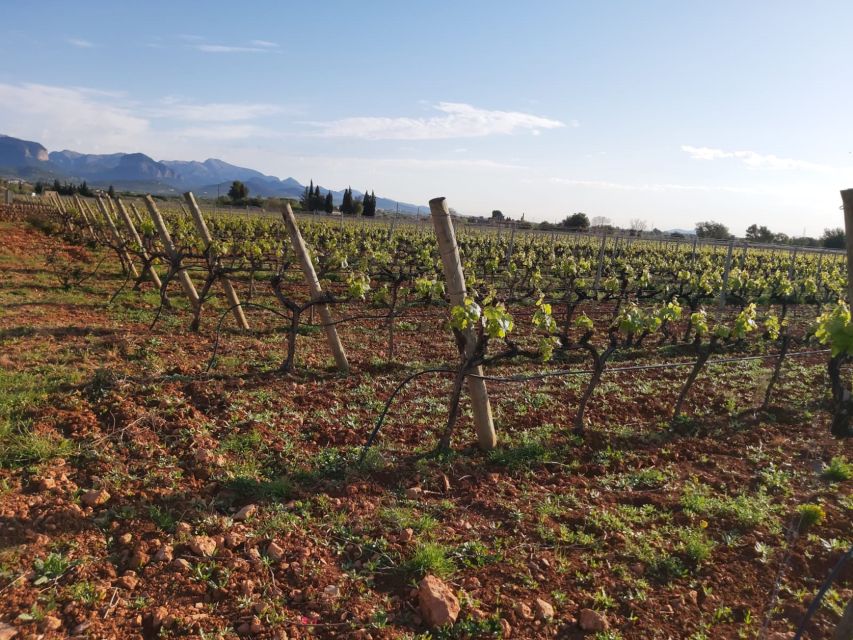 Mallorca: Wine Cellar Tour XL - 3 Wine Tastings incl. GERMAN - What the German-speaking guide adds