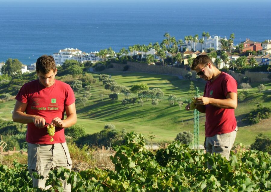 Manilva: Nilva Vineyard, Wine Tasting & Tapas Guided Tour - Key points to know before booking