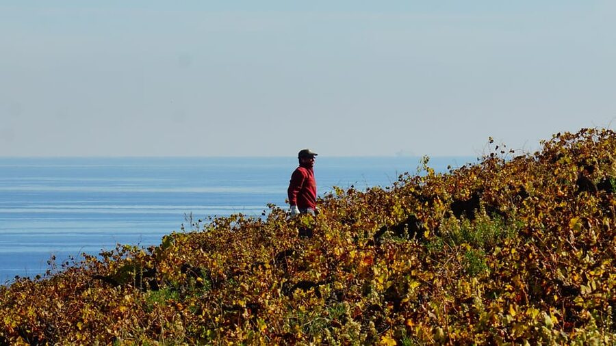 Manilva: Nilva Vineyard, Wine Tasting & Tapas Guided Tour - Getting to Viña del Peñoncillo
