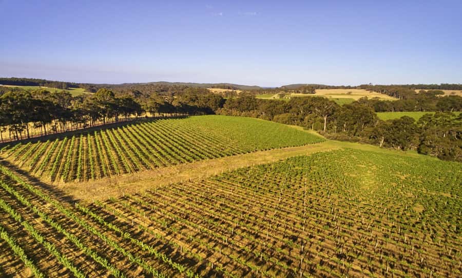 Margaret River: Leeuwin Estate Winery Art and Wine Tasting - Morning tea and the Leeuwin family story