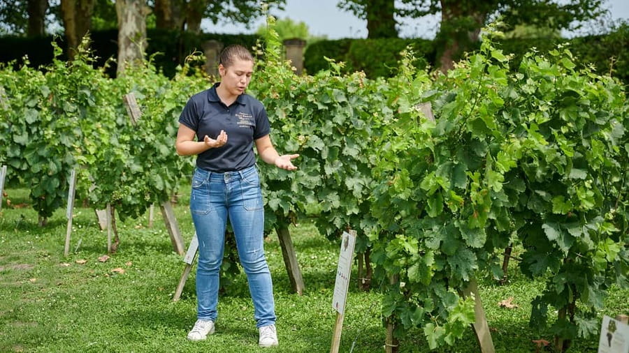 Margaux - Discovery tour of the vineyard with a tasting of 4 wines - Arriving at Château Haut-Breton Larigaudière