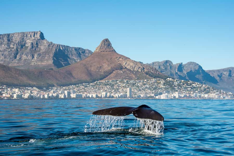 Marine Eco Cruise and Half-Day Wine Route with Tastings - Key points at a glance