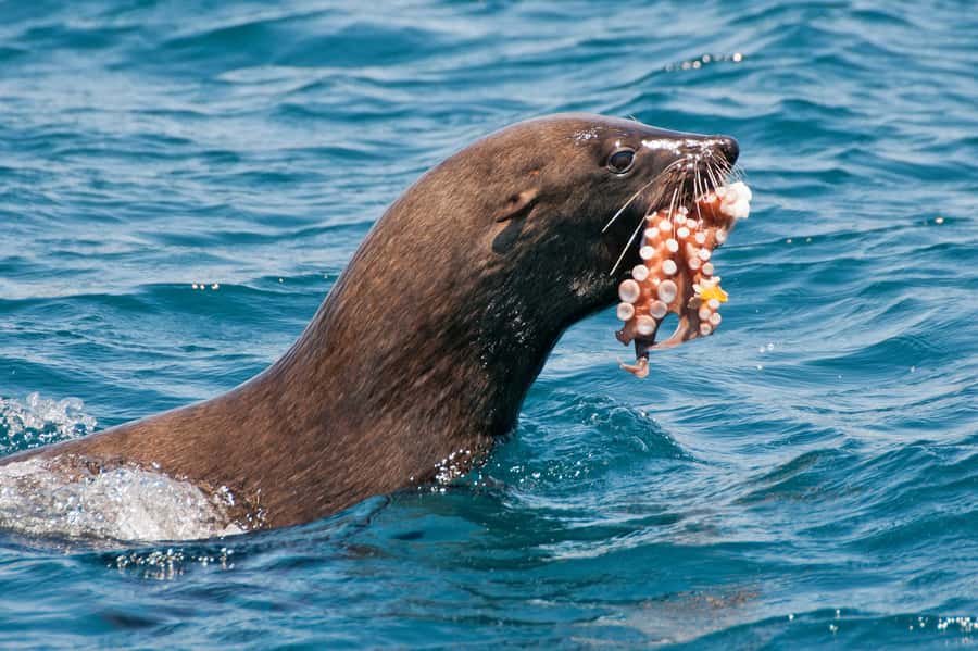 Marine Eco Cruise and Half-Day Wine Route with Tastings - Why the Table Bay cruise is the strongest part