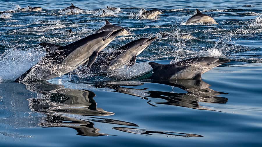 Marine Eco Cruise and Half-Day Wine Route with Tastings - The drive from Cape Town to Stellenbosch