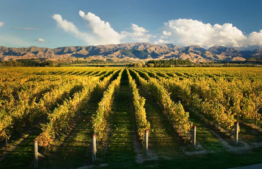 Marlborough: Wineries Visit and Tasting Session - Why this Marlborough wine tour works well in four hours