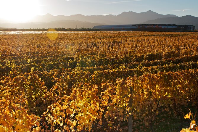 Marlborough Winery Tour - A Day of Cuisine & Wine 6hrs - What makes the small group valuable