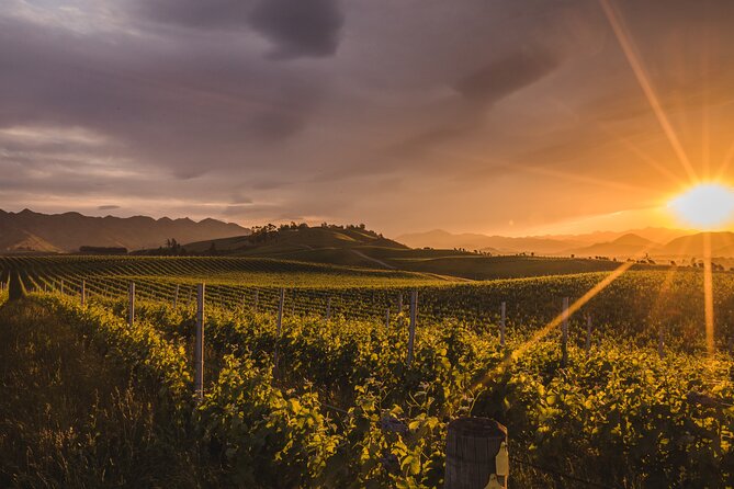 Marlborough Winery Tour - A Day of Cuisine & Wine 6hrs - Guides who shape the day
