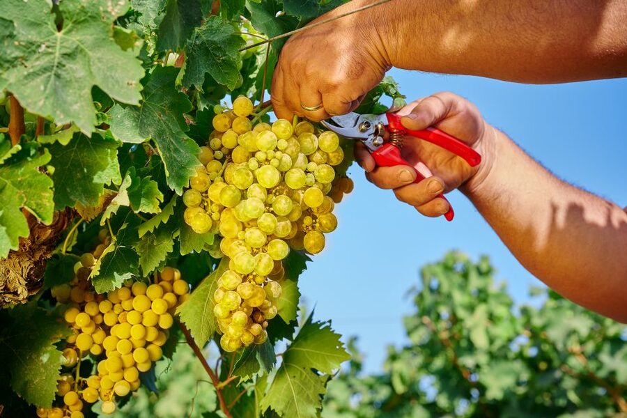 Marsala: Florio Winery Tour with Food-Paired Wine Tastings - How to get the most from the tasting