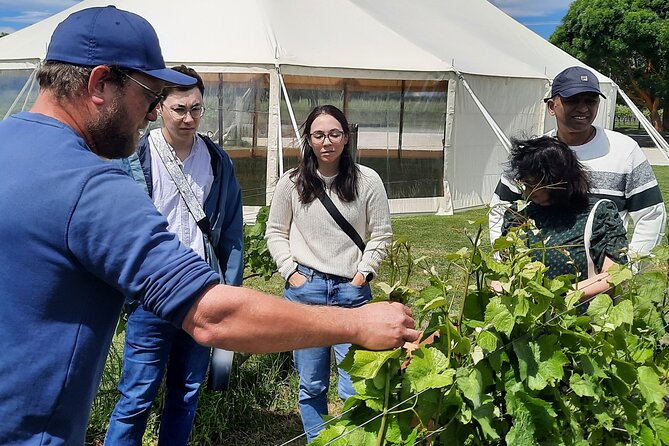 Martinborough Winery and Foodie Day Tour with vineyard lunch - Is $197.34 good value?