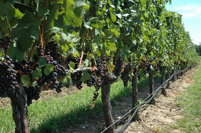 Mattituck New York Guided Farm and Wine Country Bike Tour - Food, photos, and live entertainment