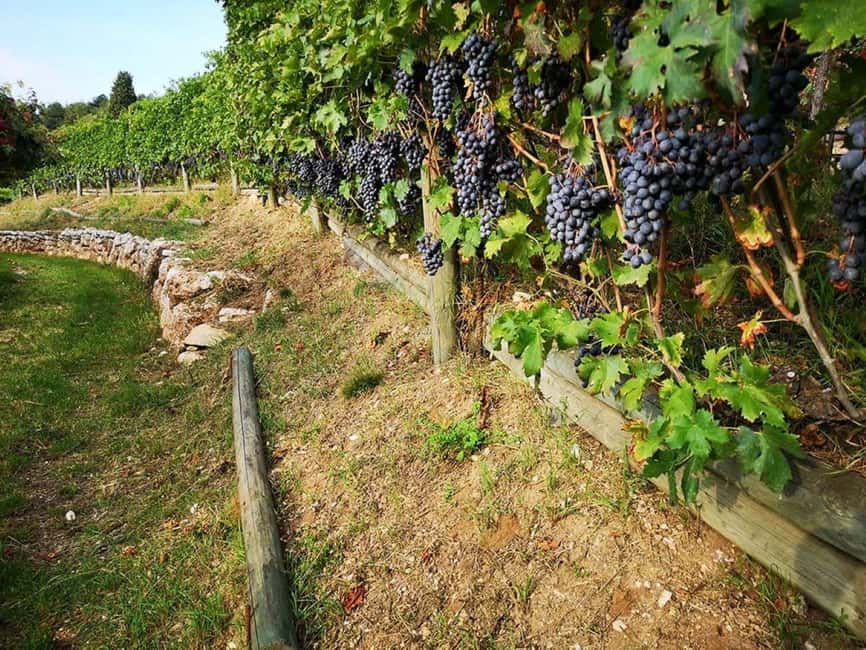 Mazzurega: Winery Tour with Tasting and Food Pairing - Inside the winery and barrel cellar