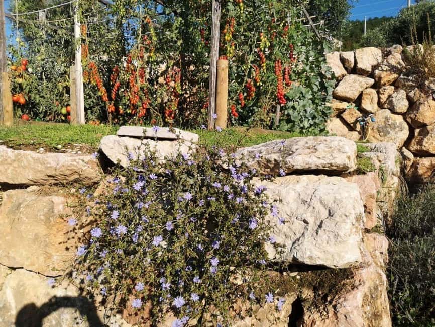 Mazzurega: Winery Tour with Tasting and Food Pairing - Four red wines, from Ripasso to Amarone