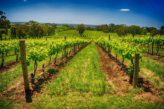 McLaren Vale Winery Small Group Tour with Wine Tasting and Lunch - Haselgrove adds a boutique counterpoint