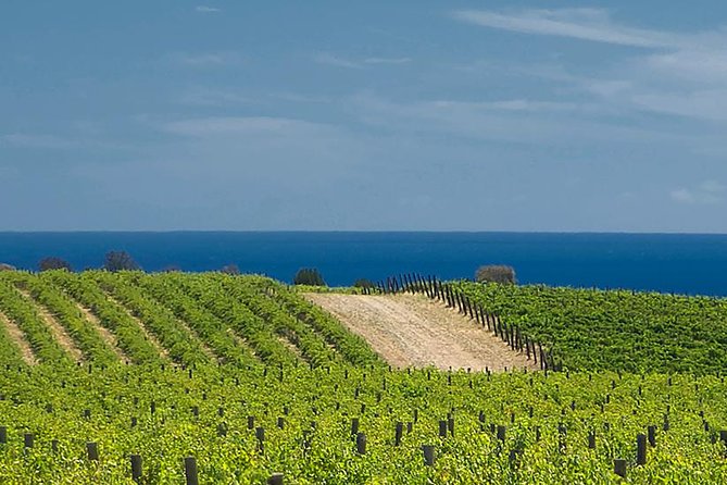 McLaren Vale Winery Small Group Tour with Wine Tasting and Lunch - Maxwell Wines offers a working winery introduction