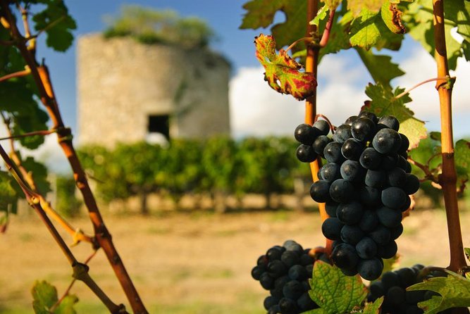 Médoc Region Half-Day Wine Tour with Winery Visit & Tastings from Bordeaux - Key points to know before booking