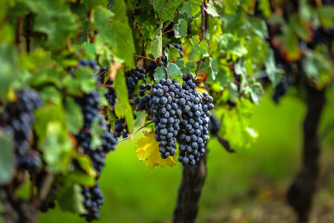 Médoc Region Half-Day Wine Tour with Winery Visit & Tastings from Bordeaux - Meeting at 12 Cr du 30 Juillet