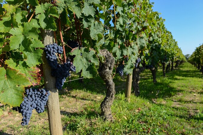 Medoc Region Wine Day Trip with Vineyard Visits & Tastings from Bordeaux - Who should book this Médoc day?