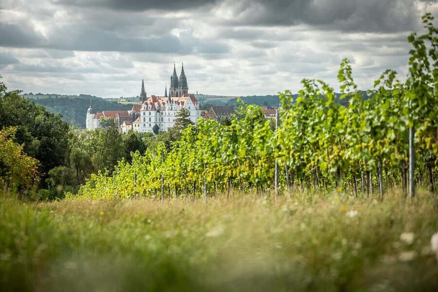 Meißen: Wine hike in the Proschwitzer vineyards including a 3-part wine tasting - Following the Proschwitzer Katzensprung