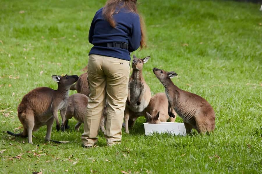 Melbourne: Puffing Billy Train & Healesville & Winery Tour - Why this Melbourne day trip works