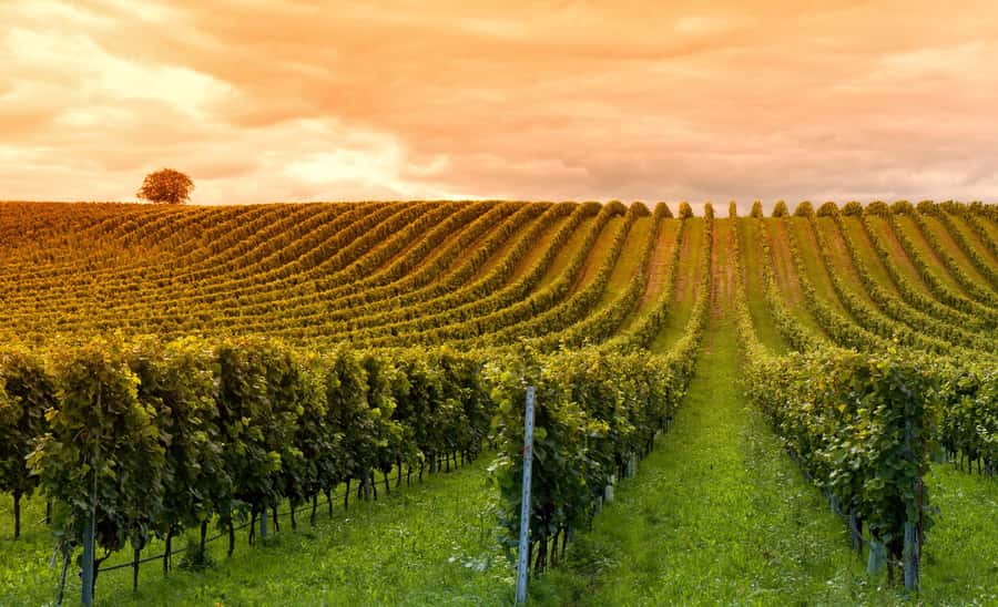 Mendoza: Small-Group Wineries Tour with Tasting and Lunch - The Second Winery and a Wider Look at Wine Production