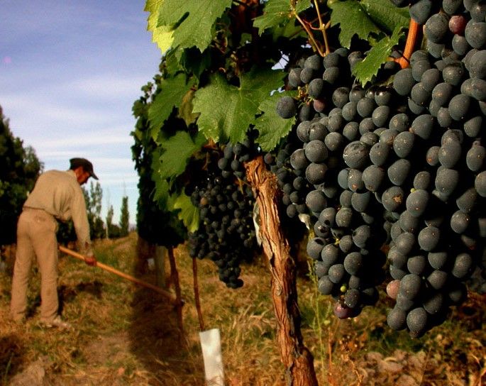 Mendoza: Small-Group Wineries Tour with Tasting and Lunch - Timing, Pickup, and What to Bring