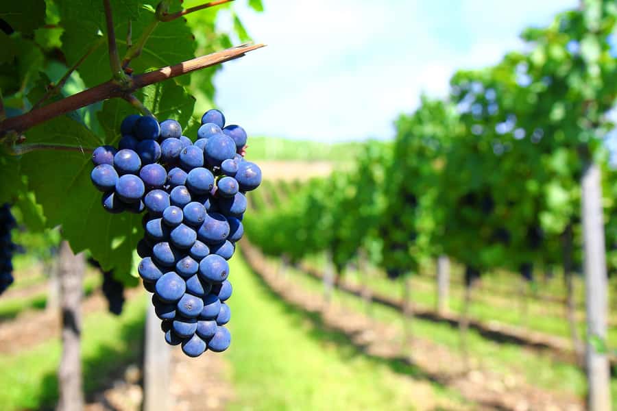 Mendoza: Small-Group Wineries Tour with Tasting and Lunch - The $539 Price: Who Gets Good Value?