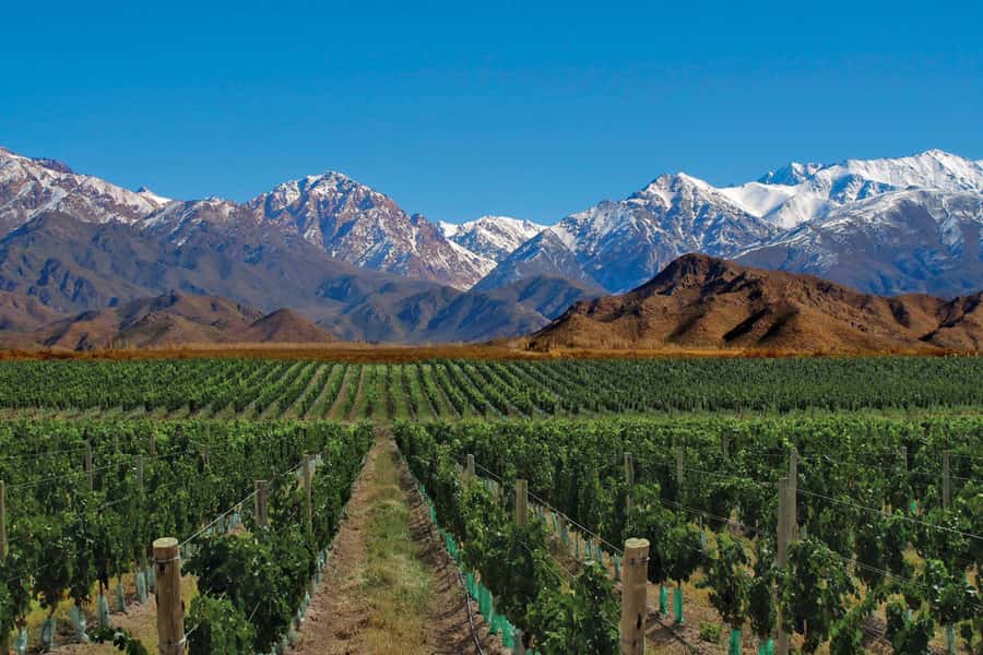 Mendoza: Small-Group Wineries Tour with Tasting and Lunch - What You See at the First Winery