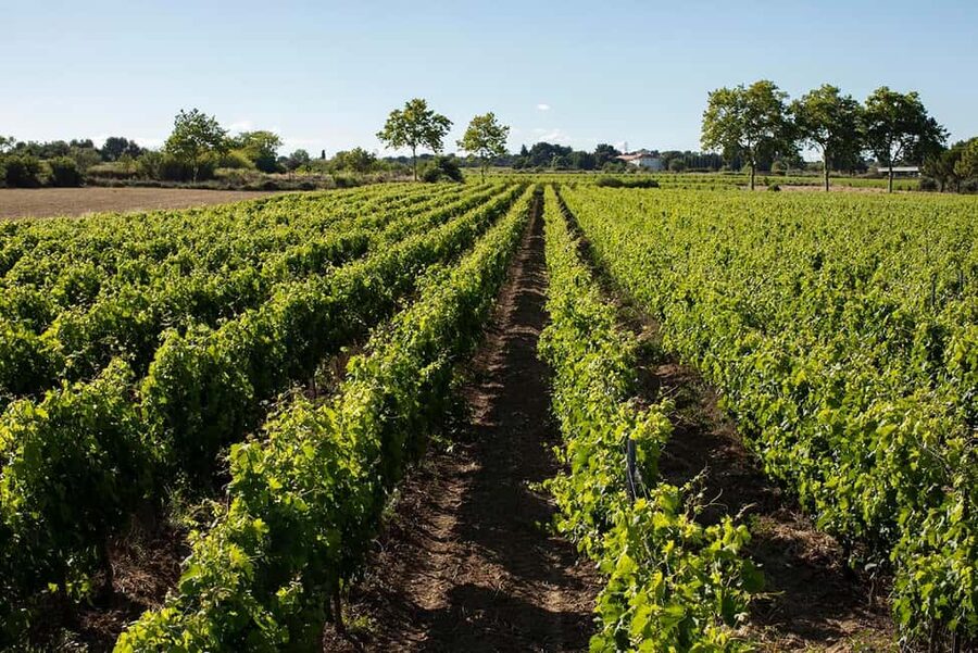 Mèze: Domaine Saint André Vineyard Guided Tour with Tasting - Key points at a glance