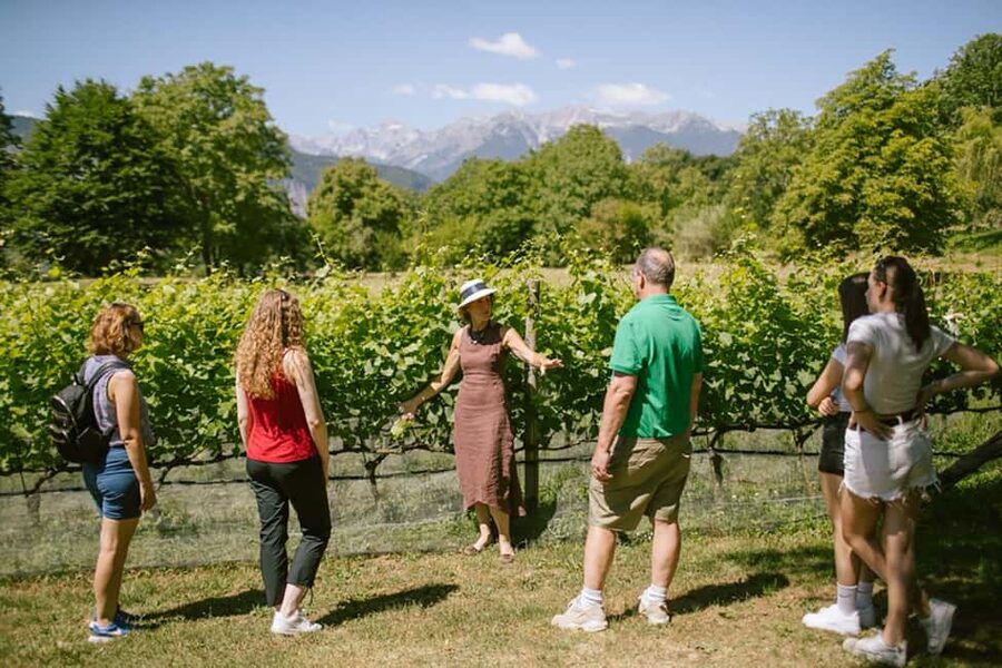 Mezzocorona: vineyard Tour on Mount and tasting of 3 wines - The Skywalk and the optional Tibetan bridge