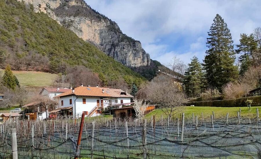 Mezzocorona: vineyard Tour on Mount and tasting of 3 wines - Practical timing and what to bring