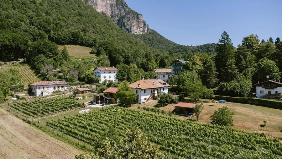 Mezzocorona: vineyard Tour on Mount and tasting of 3 wines - The walk to Obermetz Vineyard
