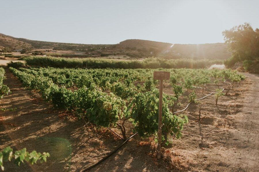 Milos Island: Kostantakis Winery Wine Tasting Experience - Practical timing and booking advice