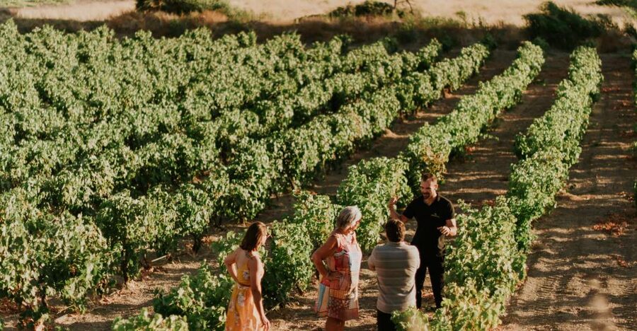 Milos Island: Kostantakis Winery Wine Tasting Experience - Seven wines, a grape distillation, and a generous snack plate