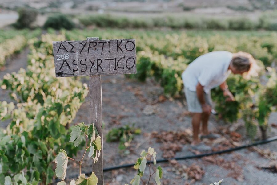 Milos Island: Kostantakis Winery Wine Tasting Experience - The guides make the difference