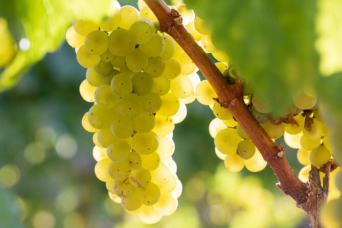 Minoan Crete: Knossos Palace, Winery Visit and Lunch at Peza - The Titakis Wines visit in Kounavoi