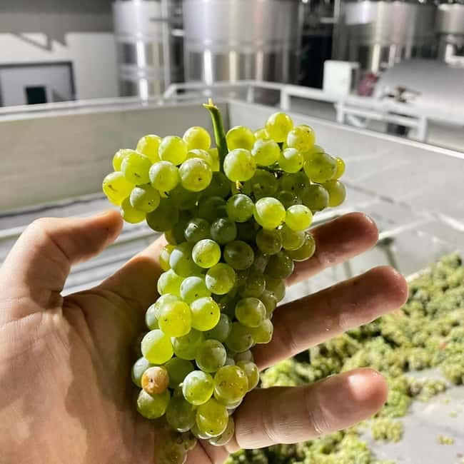 Moldova: Wine Tour to Mileștii Mici Cellar with Tasting - What you taste at the table