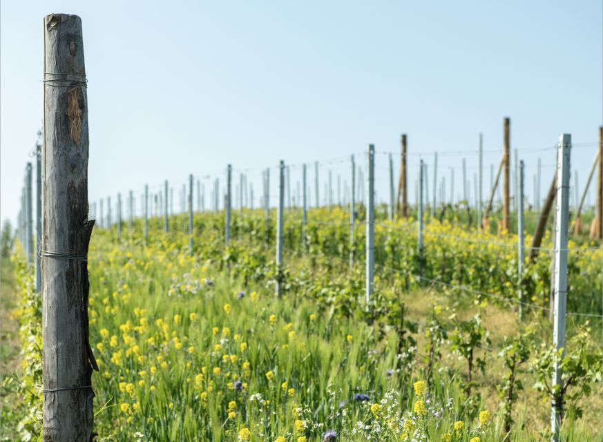 Monferrato: Wine Tour & Picnic in the Vineyards - The vineyard picnic near Tenuta Garetto