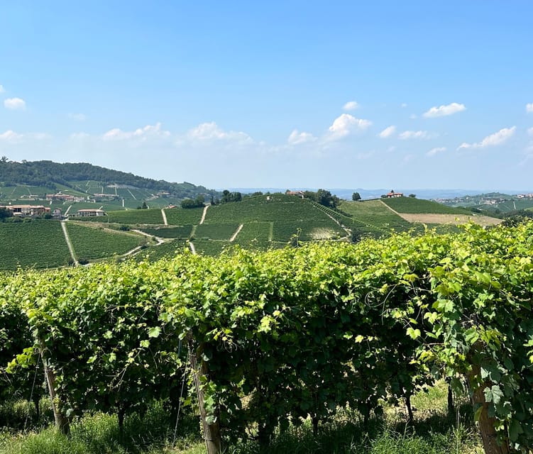 Monforte d'Alba: Barolo Tasting, Vineyard & Cellar Visit - What the high ratings tell you about the experience