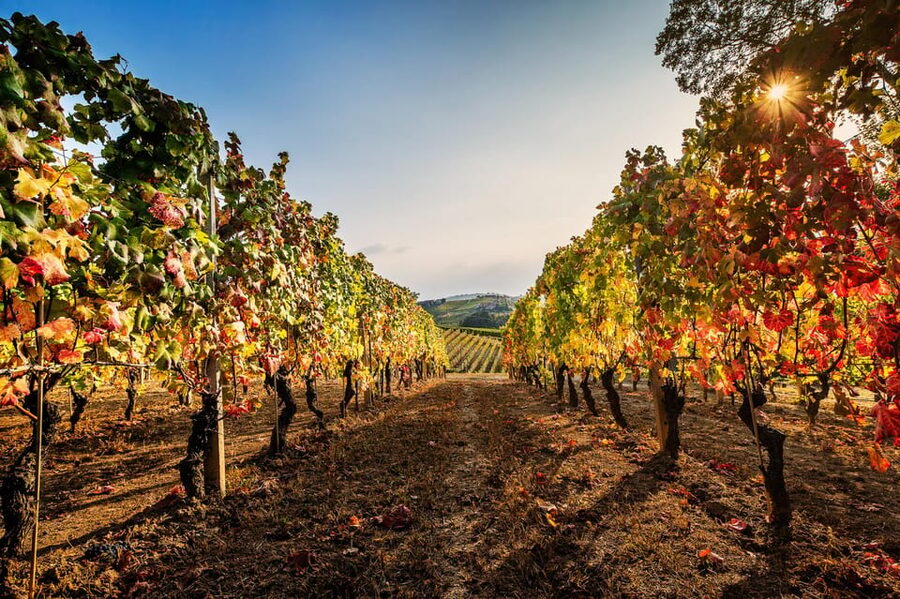 Monforte d'Alba in Langhe: Unforgettable Winery Tasting - Seeing how grapes become wine