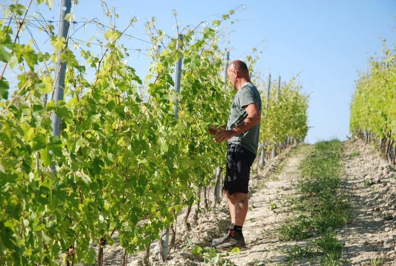 Monforte d'Alba: Wine Tasting, Cellar Visit, and Vineyard Tour - Who will enjoy this winery visit most