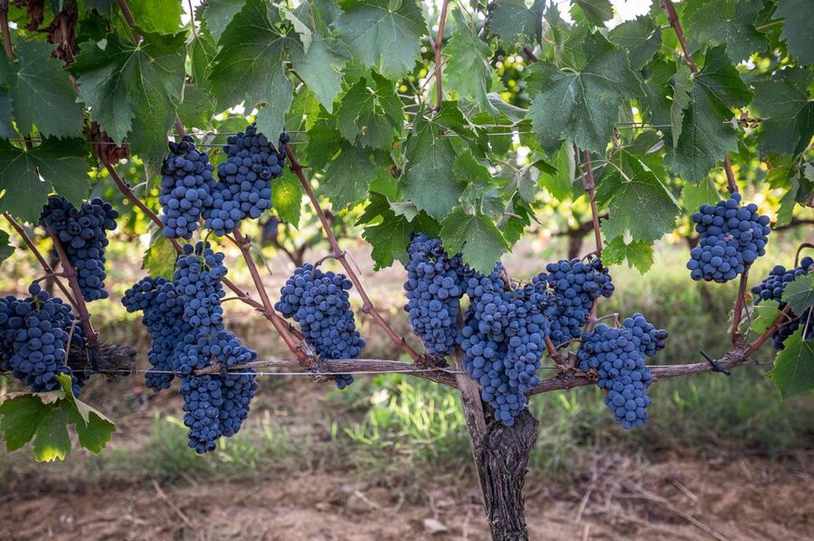 Montalcino: Private Cellar Tour, Wine Tasting & Appetizers - Inside the cellar: from grape to bottle