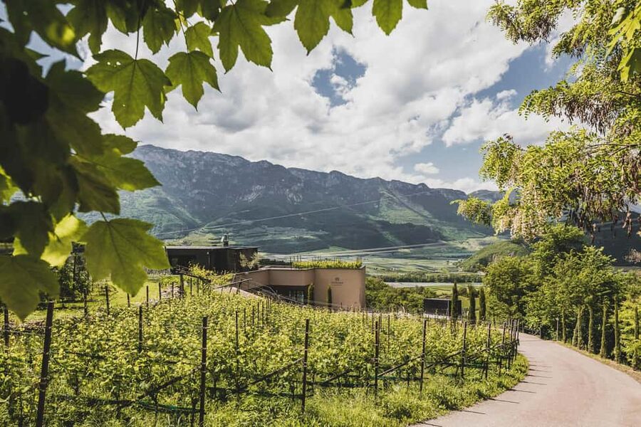 Montan: Cellar tour and wine tasting, Pfitscher - Who should book this experience?