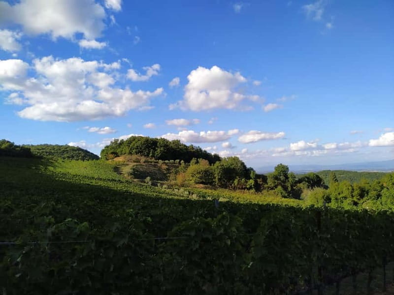 MONTEPULCIANO - PIC NIC WITH WINE! SURROUNDED BY VINEYARDS - Details that make this picnic memorable