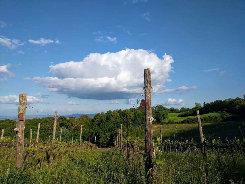 MONTEPULCIANO - PIC NIC WITH WINE! SURROUNDED BY VINEYARDS - Two glasses, one bottle, and the value of the price