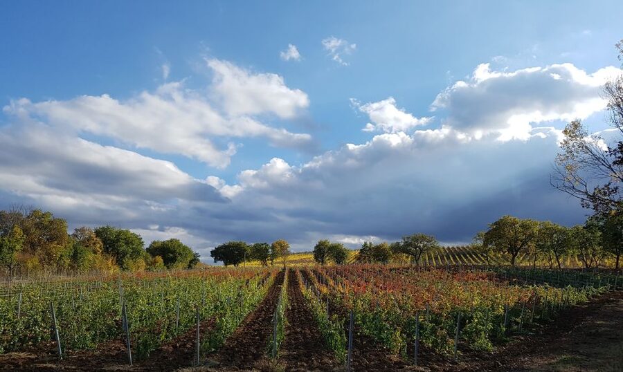Montepulciano: Winery Tour, Tasting, and Vineyard Picnic - Arriving at Podere Casanova Montepulciano