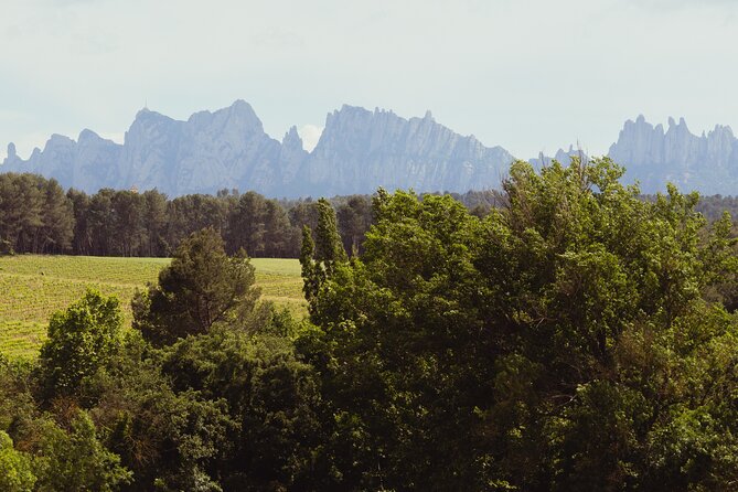 Montserrat & Boutique Winery with Catalan Brunch | Private Tour - Should you book this Montserrat wine tour?