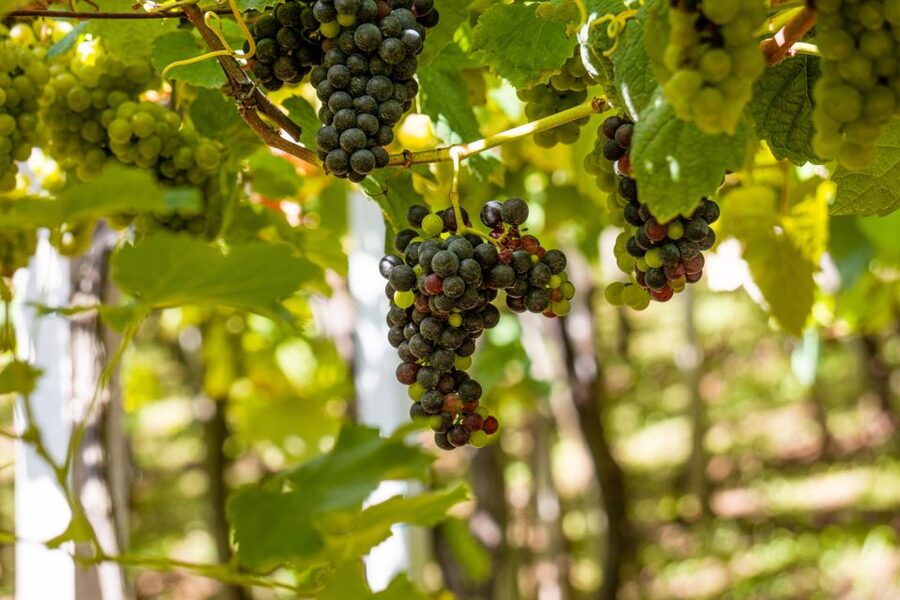 Montserrat & Cava Wineries Day Trip from Barcelona w/ Pickup - Key points to know before booking