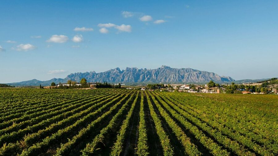 Montserrat & Cava Wineries Day Trip from Barcelona w/ Pickup - How comfortable is the minivan?