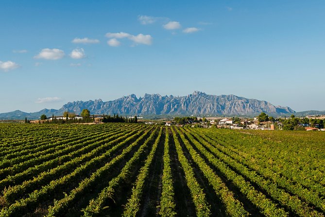 Montserrat,Vineyard, Wine Tasting Small Group Tour & Hotel Pickup - The rhythm of a small-group tour