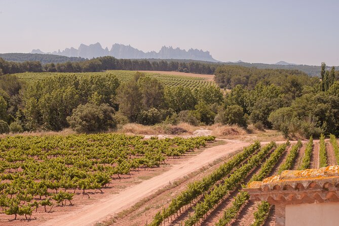 Montserrat with Black Madonna, Winery Tour & Lunch | Private Tour - Oller del Mas brings food and wine into the same afternoon
